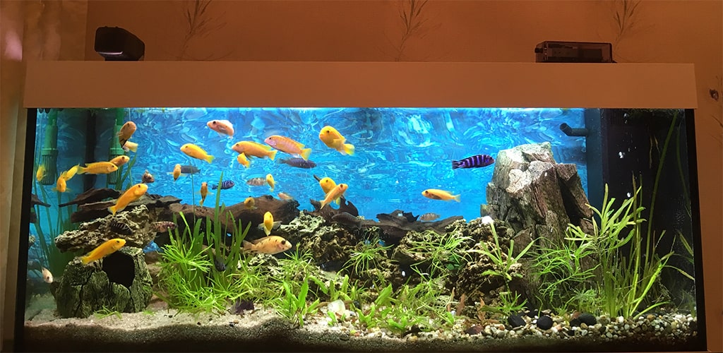 Оформление и обслуживание аквариумов Биосалон